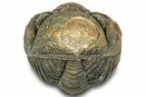 Wide, Enrolled Morocops Trilobite - Morocco #323199-2